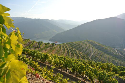Douro Essence