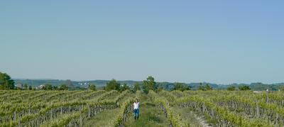 Caminhos Cruzados - Peddy Paper at Vineyards