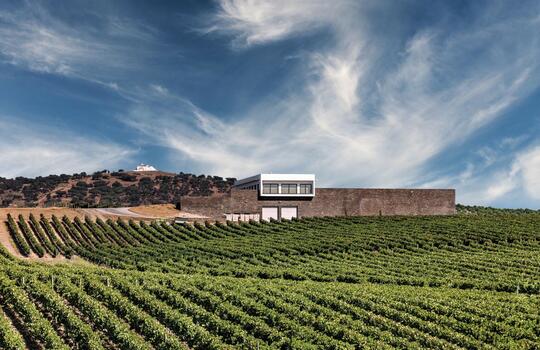 Ribafreixo Wines - Visita & Cata "Terroir"