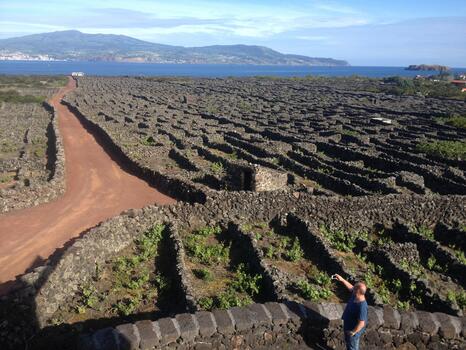 Pico Wine Tour