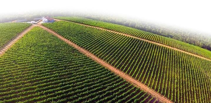 Herdade dos Templários - Tour & Wine Tasting