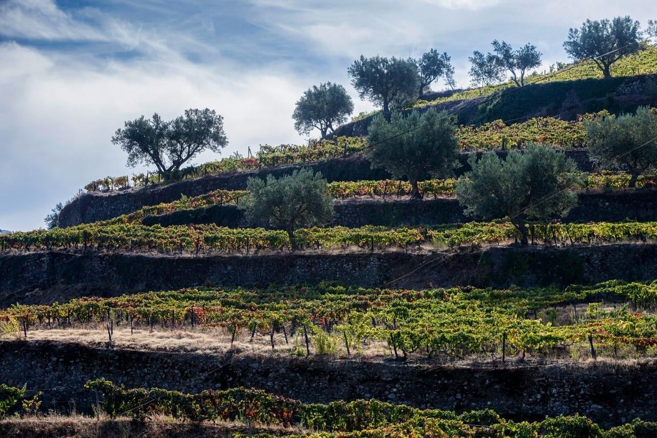 Quinta de Marrocos - Dia de Vindima no Douro – Lamego, Douro