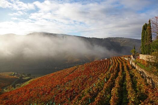 Quinta Nova - Visita Reserva 