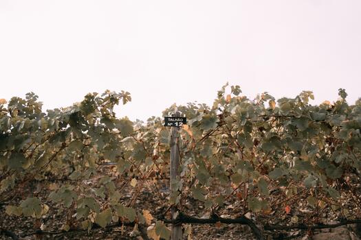 Quinta da Gricha – Terroir Tasting
