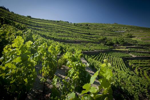 Quinta do Seixo – Visita à Vinha
