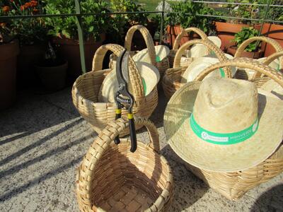Monverde – The Harvest Experience