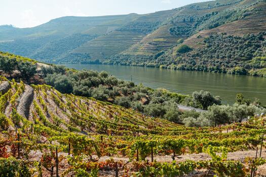 Quinta da Roêda – Visita & Prova Croft