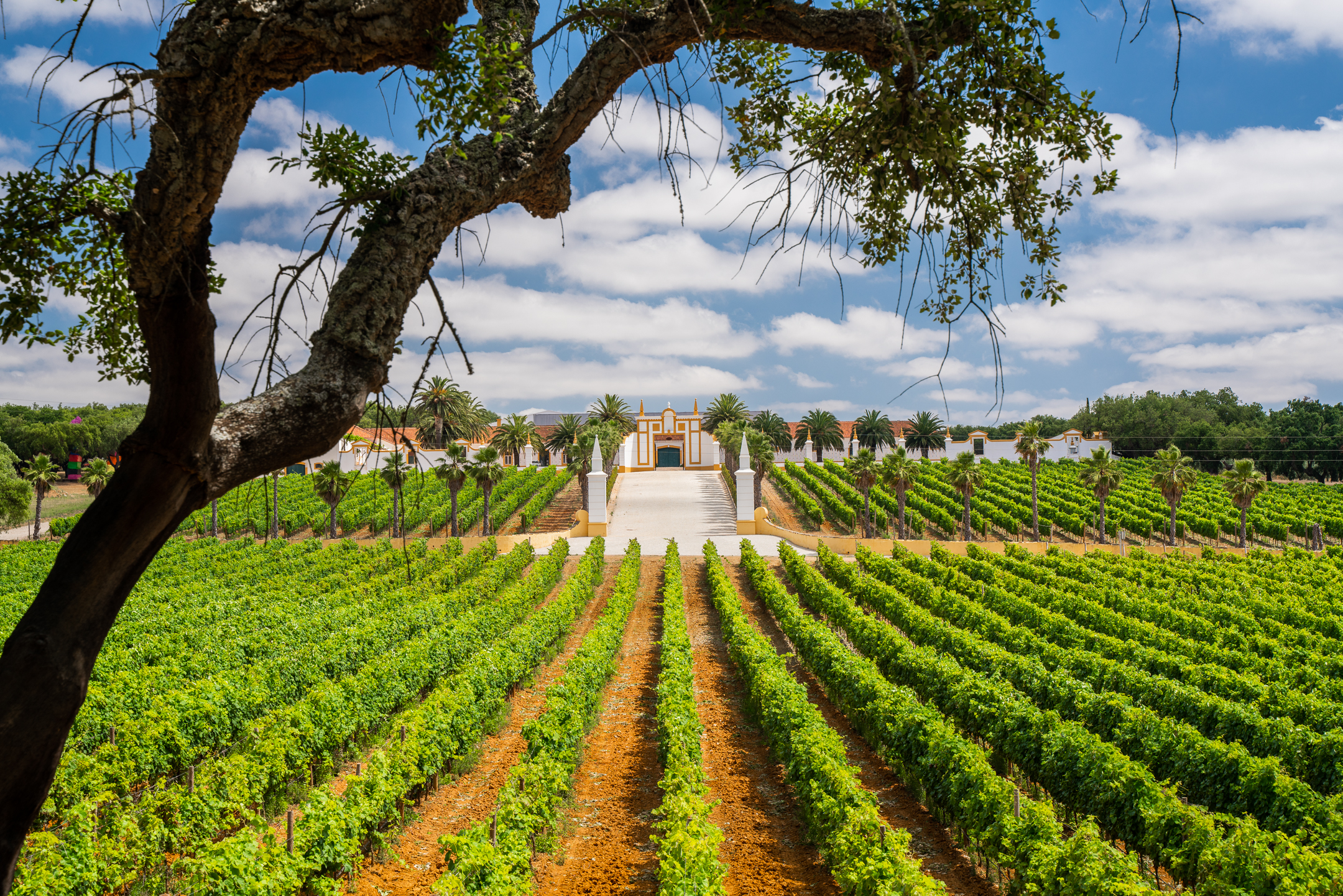 Quinta do Carmo – Visit & Premium Wine Tasting – Estremoz, Alentejo