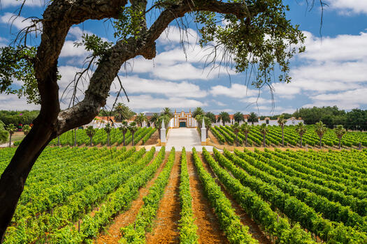 Quinta do Carmo – Visita & Prova Premium