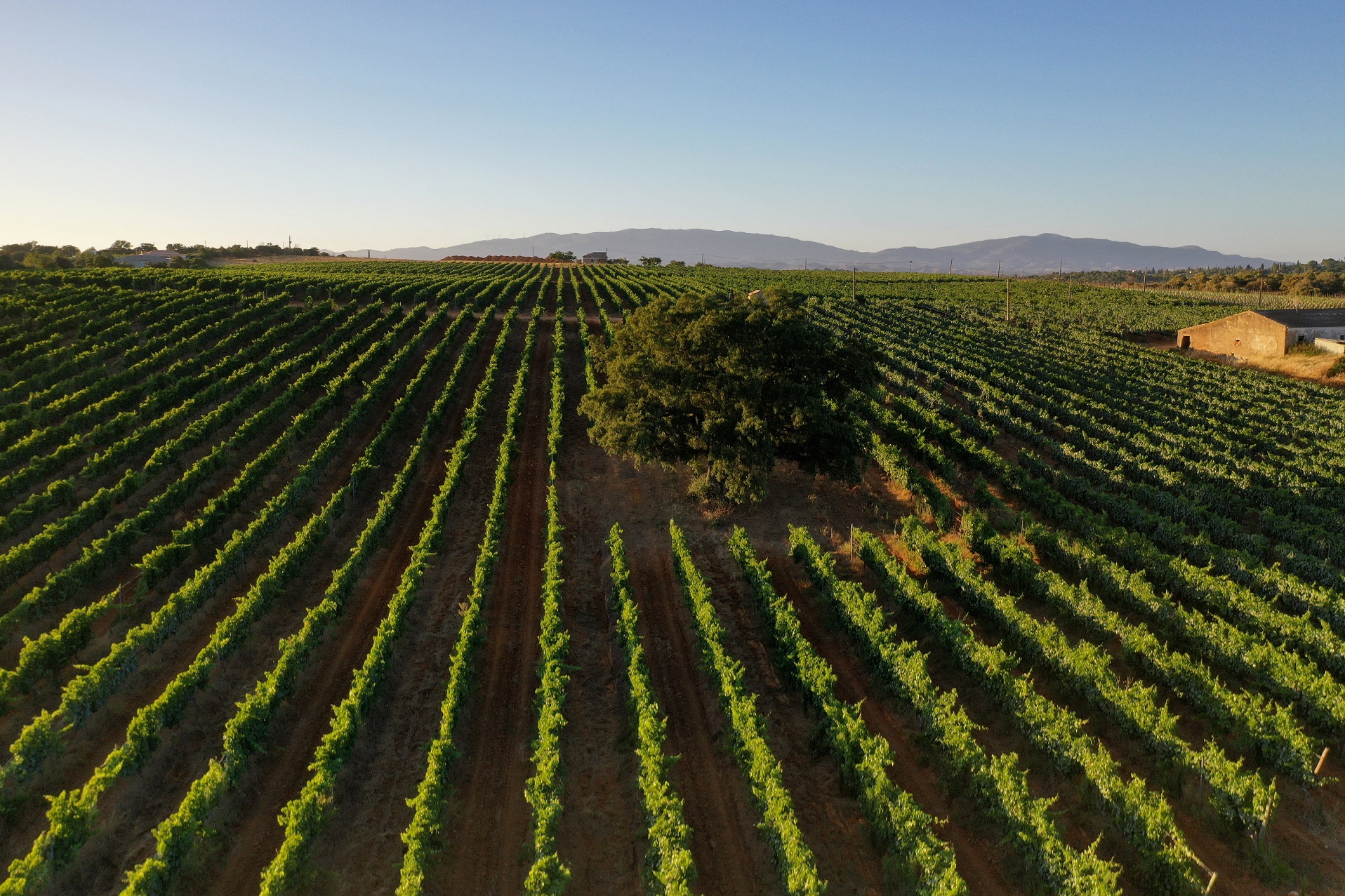 Villa Alvor – "Colheita" Tasting
