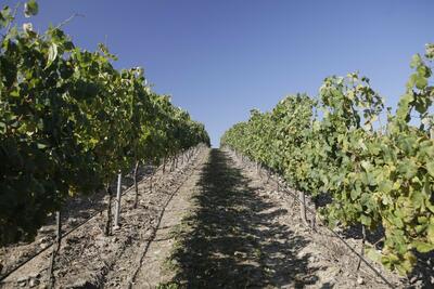 Quinta das Arcas – Visit & Tasting