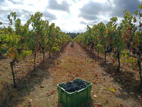 Rota dos Vinhos da Bairrada