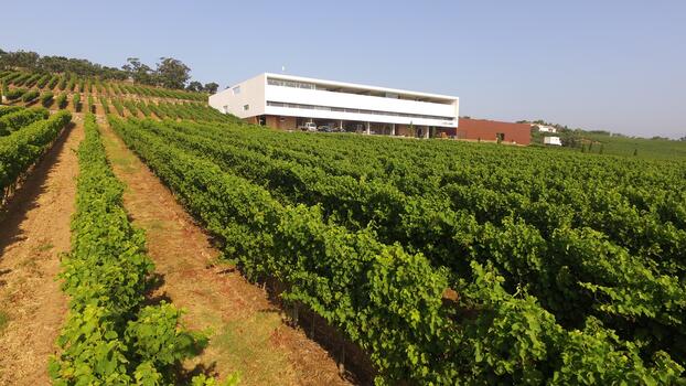 Adegamãe - Tour & Bronze Wine Tasting