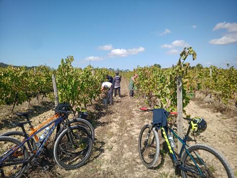 Bike Tour in Bairrada