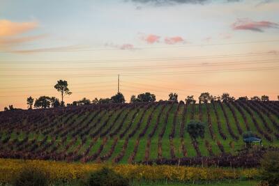 Bairrada Exclusive Experience