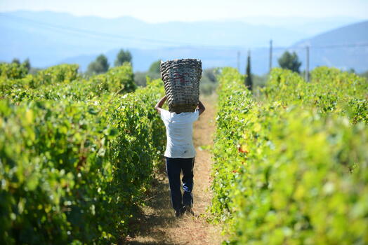 Quinta da Avessada – Harvest at Enoteca