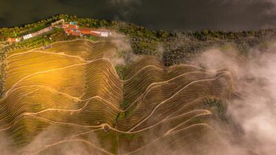 Quinta das Carvalhas - Vineyard Guided Tour