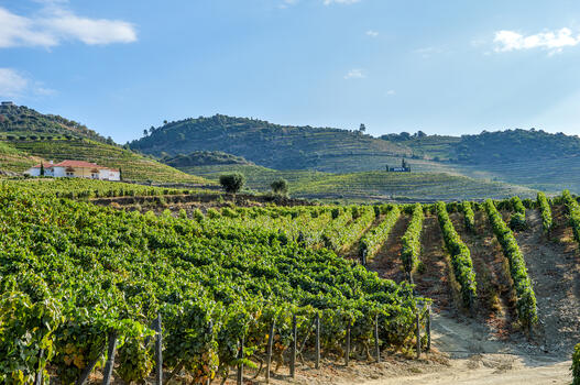 Quinta do Bomfim – Visita & Prova Douro DOC