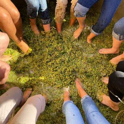 Quinta do Gradil - Harvest on the Estate