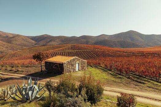 Quinta de Ervamoira – Visita & Prova Beginner