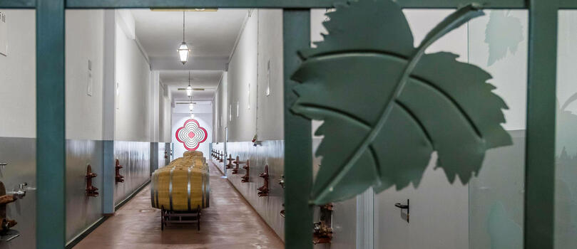 Lusovini – Visit & Special Edition Tasting