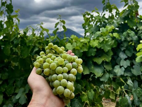 Quinta da Raza - Native Grape Varieties Tasting