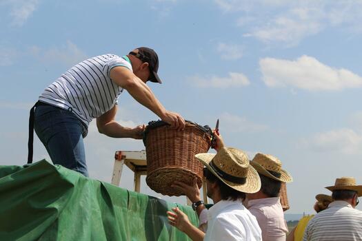 Quinta São João Batista - A Day at the Harvest  