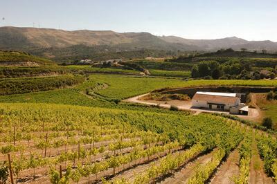 Quinta do Boição - Pruning Experience