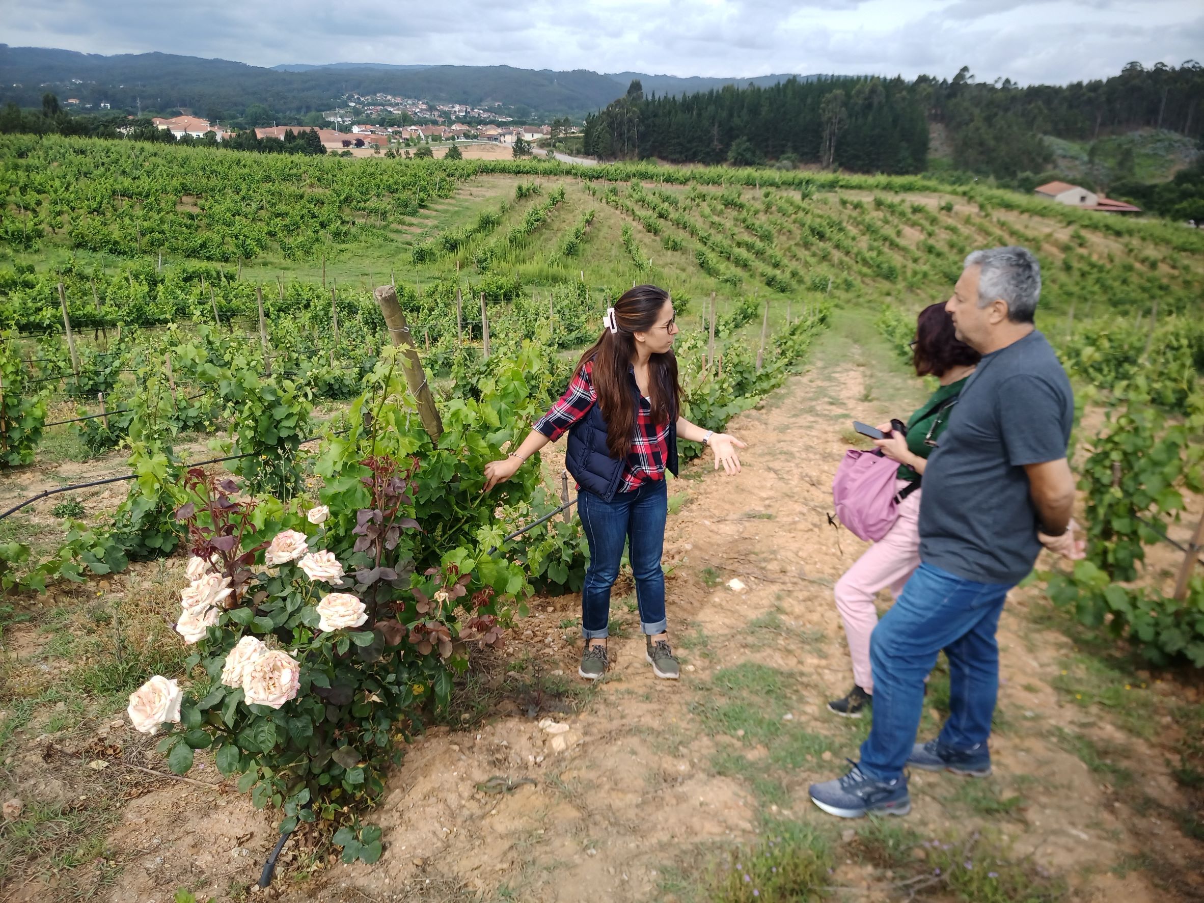 Rota dos Vinhos do Dão