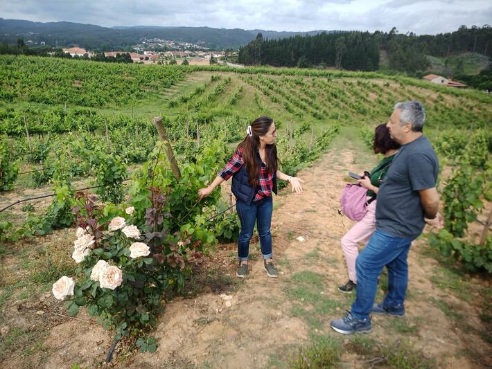 Rota dos Vinhos do Dão