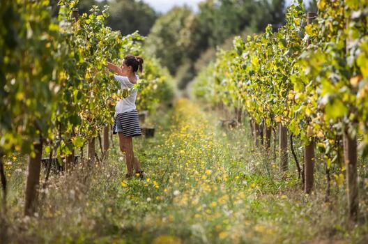 Quinta de Santiago - Harvest