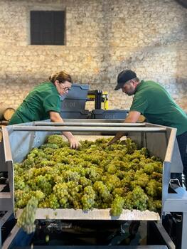 ODE Winery - Harvest Activity  