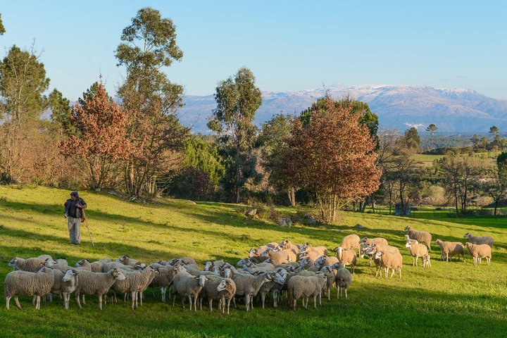 Private Tour in the Dão Region