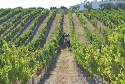 Herdade da Rocha - Vendimia