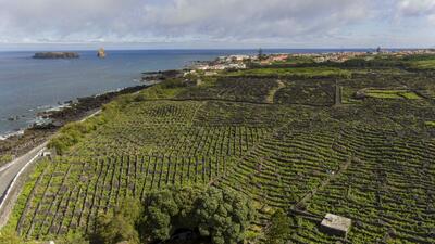 Wine Culture Tour - Full day
