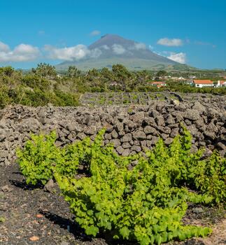Wine Culture Tour - Half day