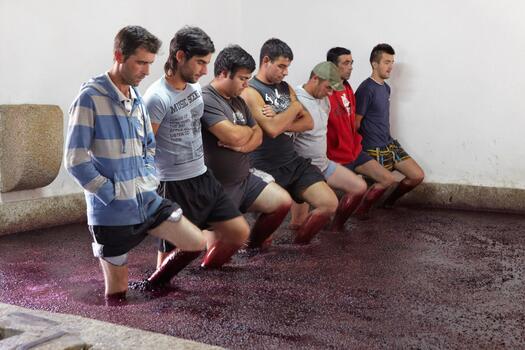 Quinta da Gricha – Atividade de Vindimas 