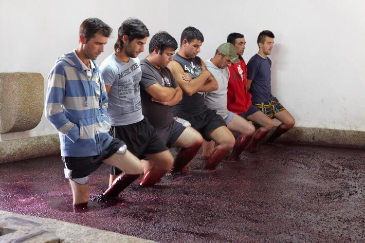 Quinta da Gricha - Programa de Vendimia