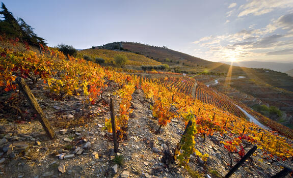 Quinta do Seixo - Visita Sandeman