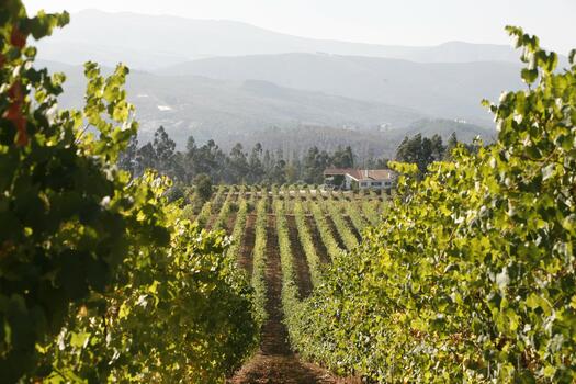 Quinta da Raza - Tour of the Vineyards & Farm