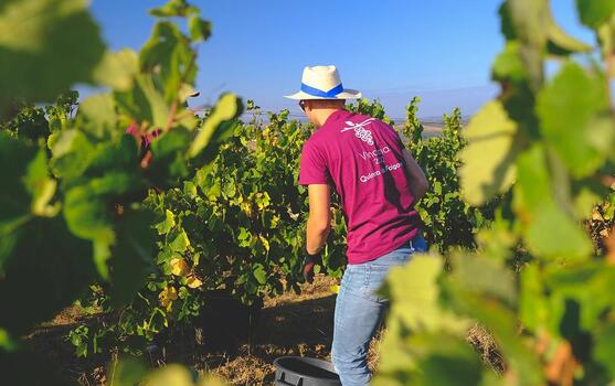 Quinta da Folgorosa - Grape Harvest