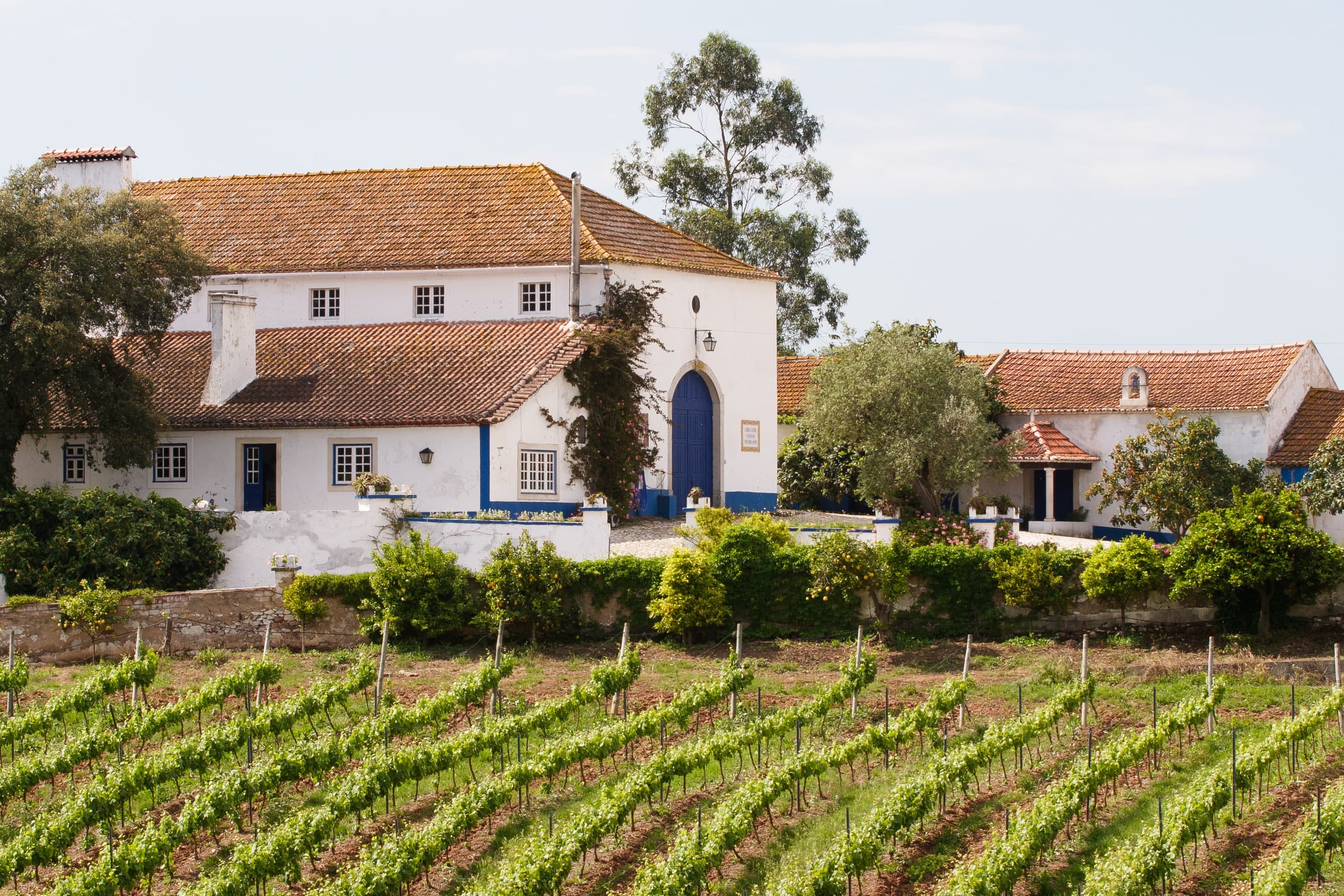 Quinta do Olival da Murta - Tour & Tasting