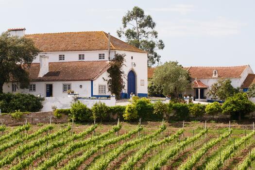 Quinta do Olival da Murta - Tour & Tasting