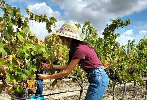 Vinhos Franco - Grape Harvest Programme 