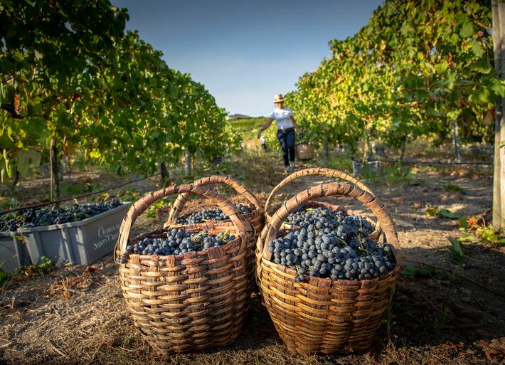 Quinta de Santa Cristina - Programa de Vindimas