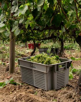 Casa Santa Eulália - Harvest 