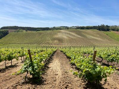 Adega D'Arrocha - Tour & Wine Tasting 