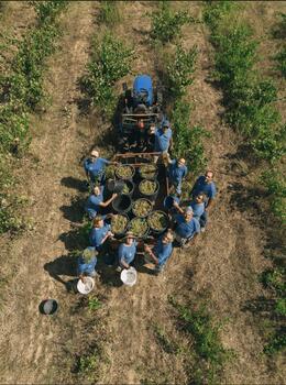 Adega da Gaveta - Grape Harvest Program 