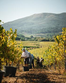Quinta da Torre - Harvest Experience 