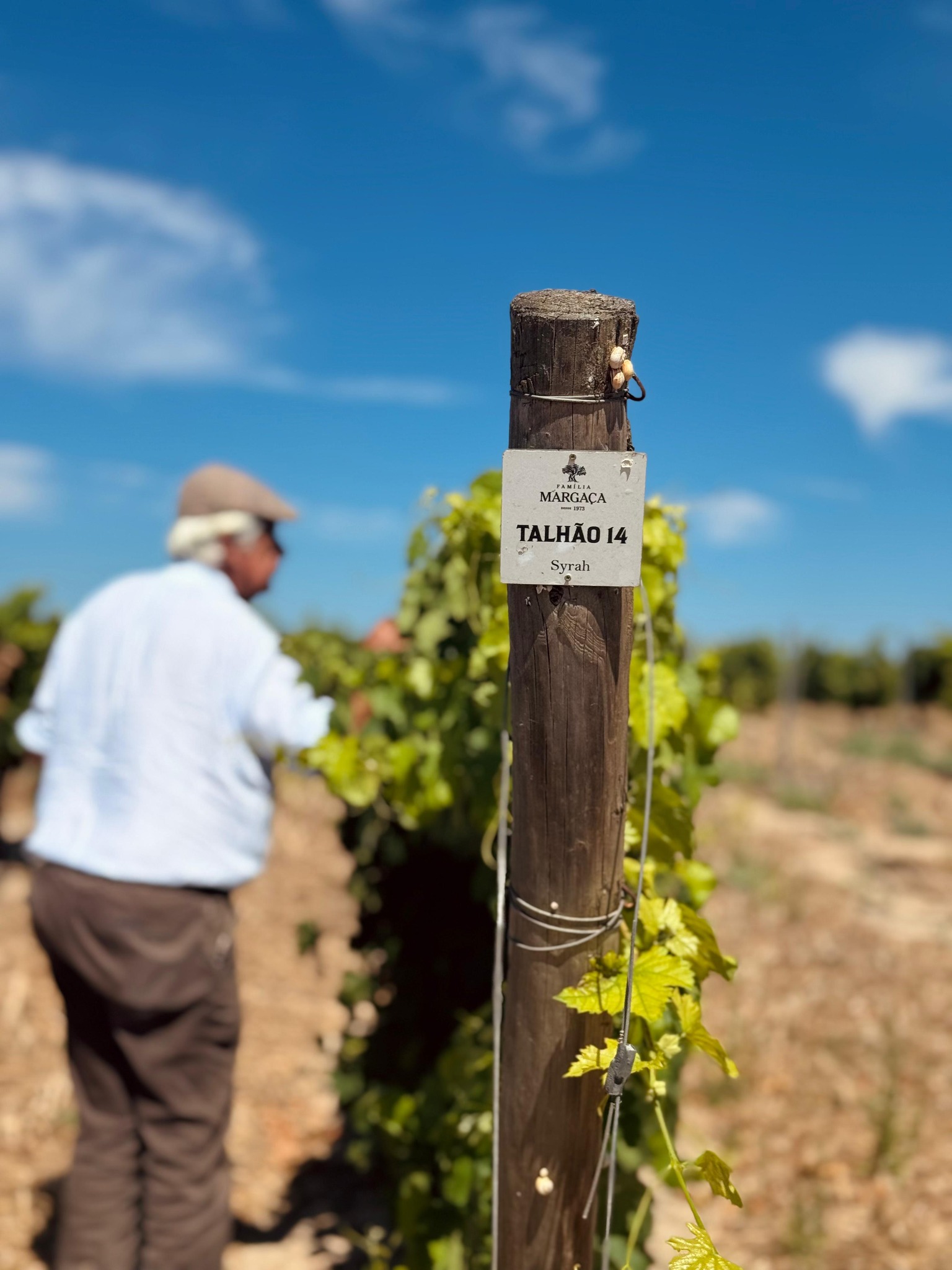 Família Margaça – Visita & Cata de Vinos "Furo" – Serpa, Alentejo